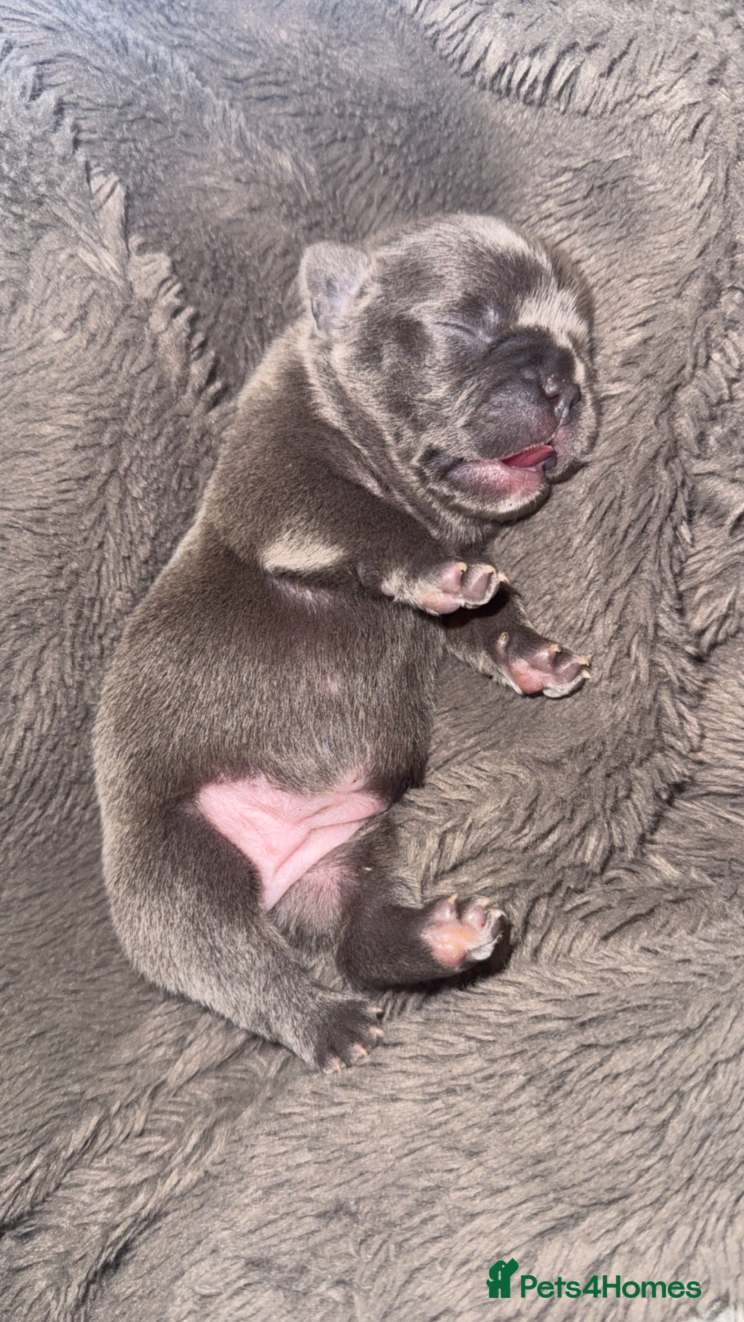 French Bulldog dogs for sale: French Bulldog Pups - Blue & New Shade Isabella 🐾 - Advert 5