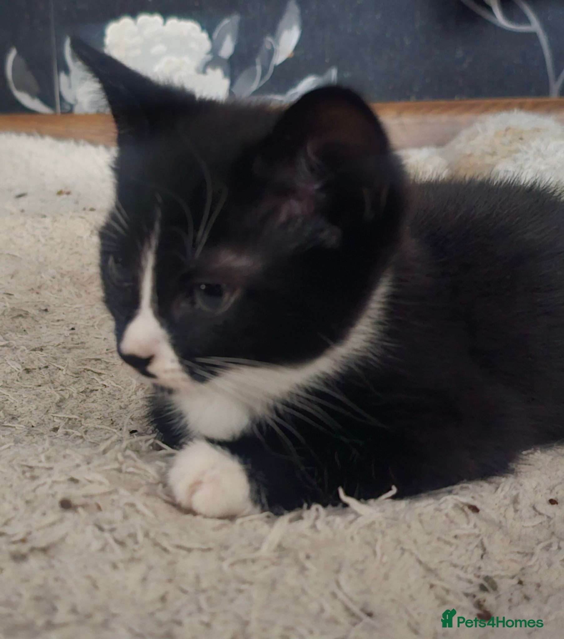 Mixed Breed cats Adorable Black & White Kittens for Sale 🐾 - Advert 1