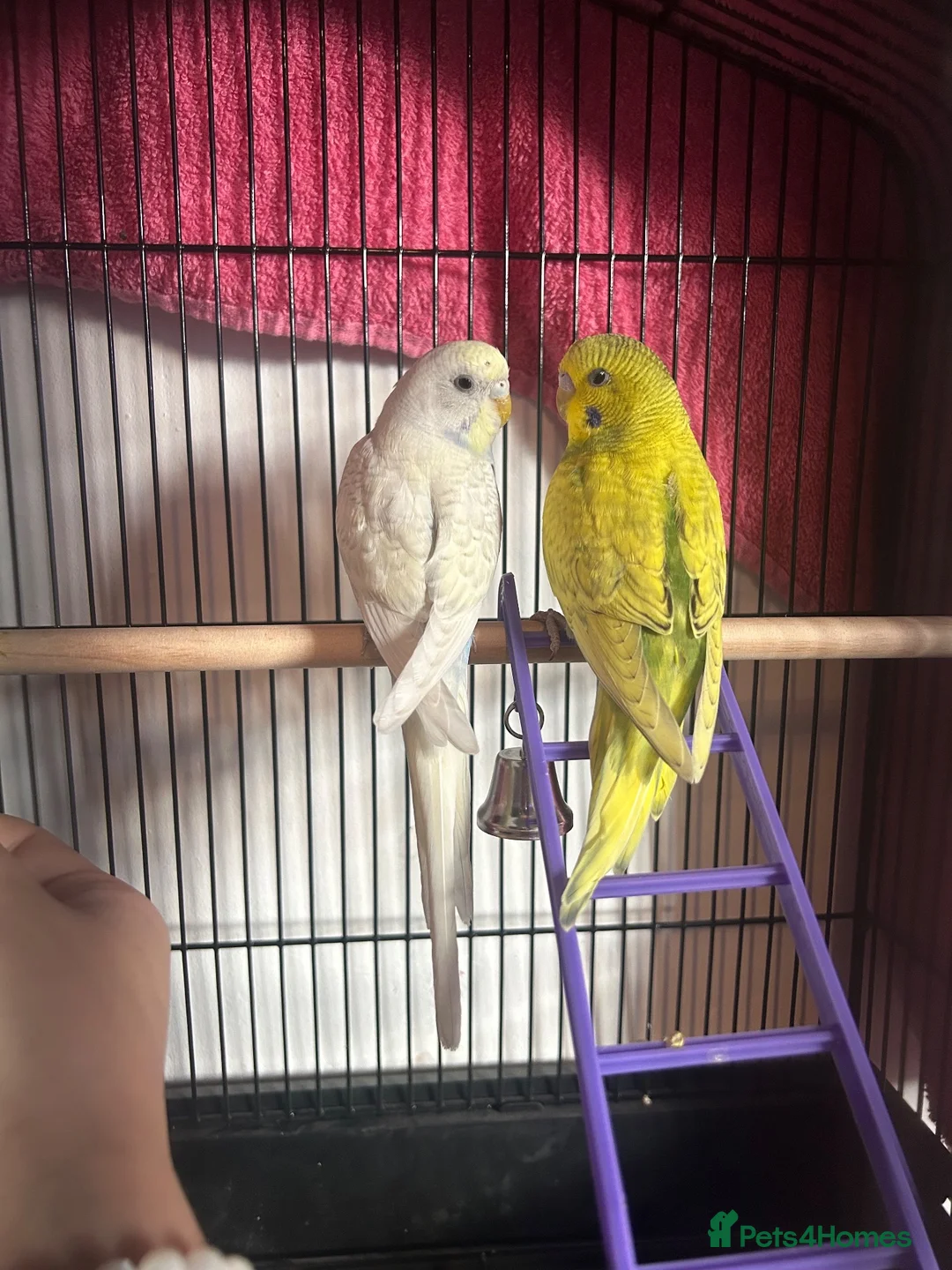 Lovebirds birds for sale: 2 budgies  in Waltham Cross - Advert 2