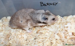 Hamster rodents for sale: Syrian Hamsters - various ages and cage - Image 1