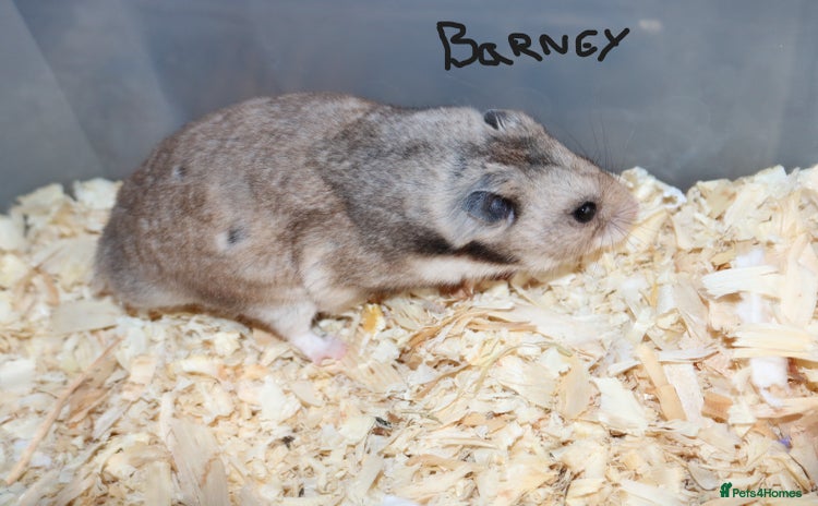Hamster rodents - Advert 1