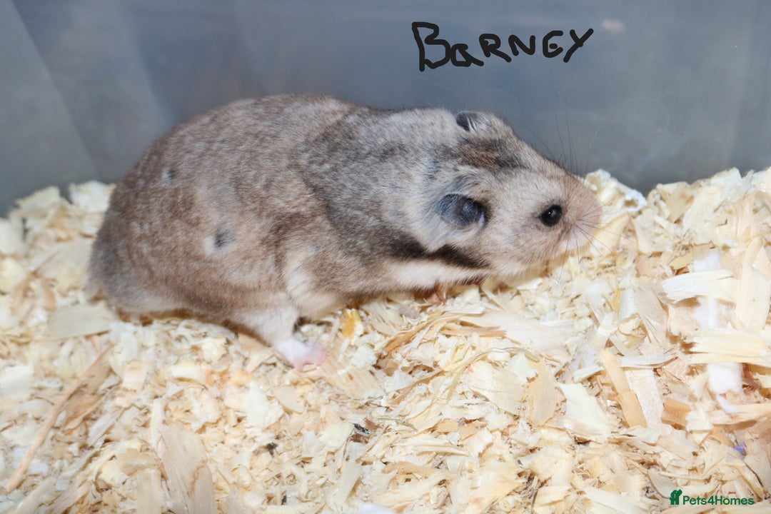 Hamster rodents for sale: Syrian Hamsters - various ages and cage - Image 1