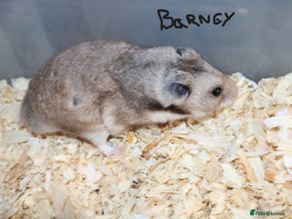 Hamster rodents - Advert 6