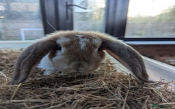 Mixed Breed rabbits for sale: Mixed lop English dot baby rabbit  - Image 1