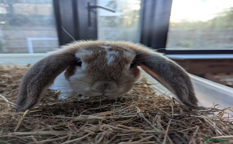 Mixed Breed rabbits - Advert 2