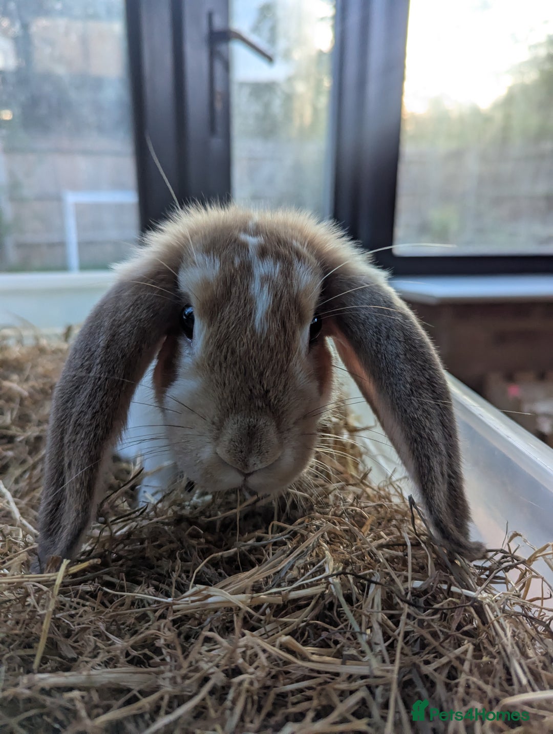 Mixed Breed rabbits for sale: Mixed lop English dot baby rabbit  - Image 1
