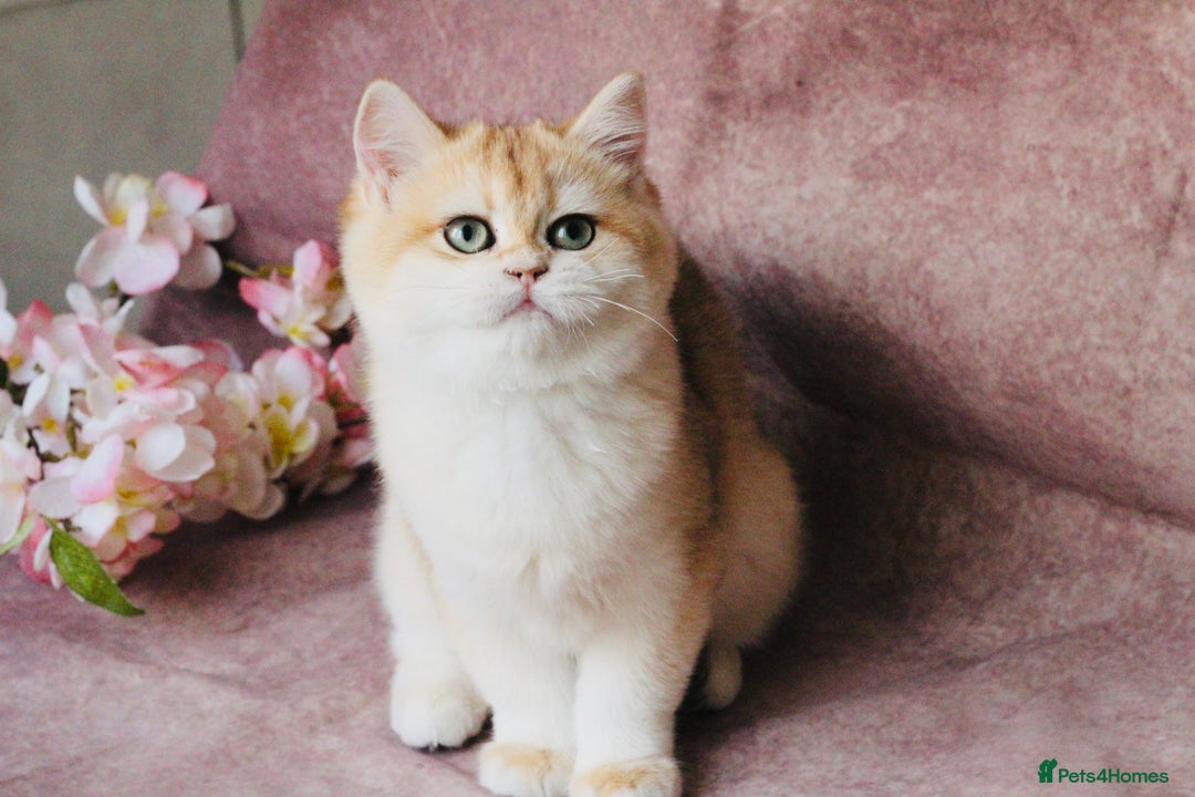 British Shorthair cats for sale: Gorgeous BSH Golden Chinchilla ny12 - Advert 2