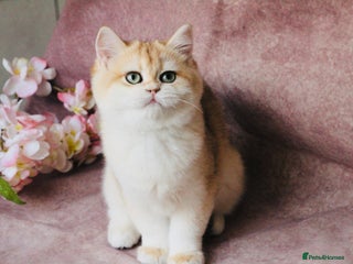 British Shorthair cats Gorgeous BSH Golden Chinchilla ny12 - Advert 12
