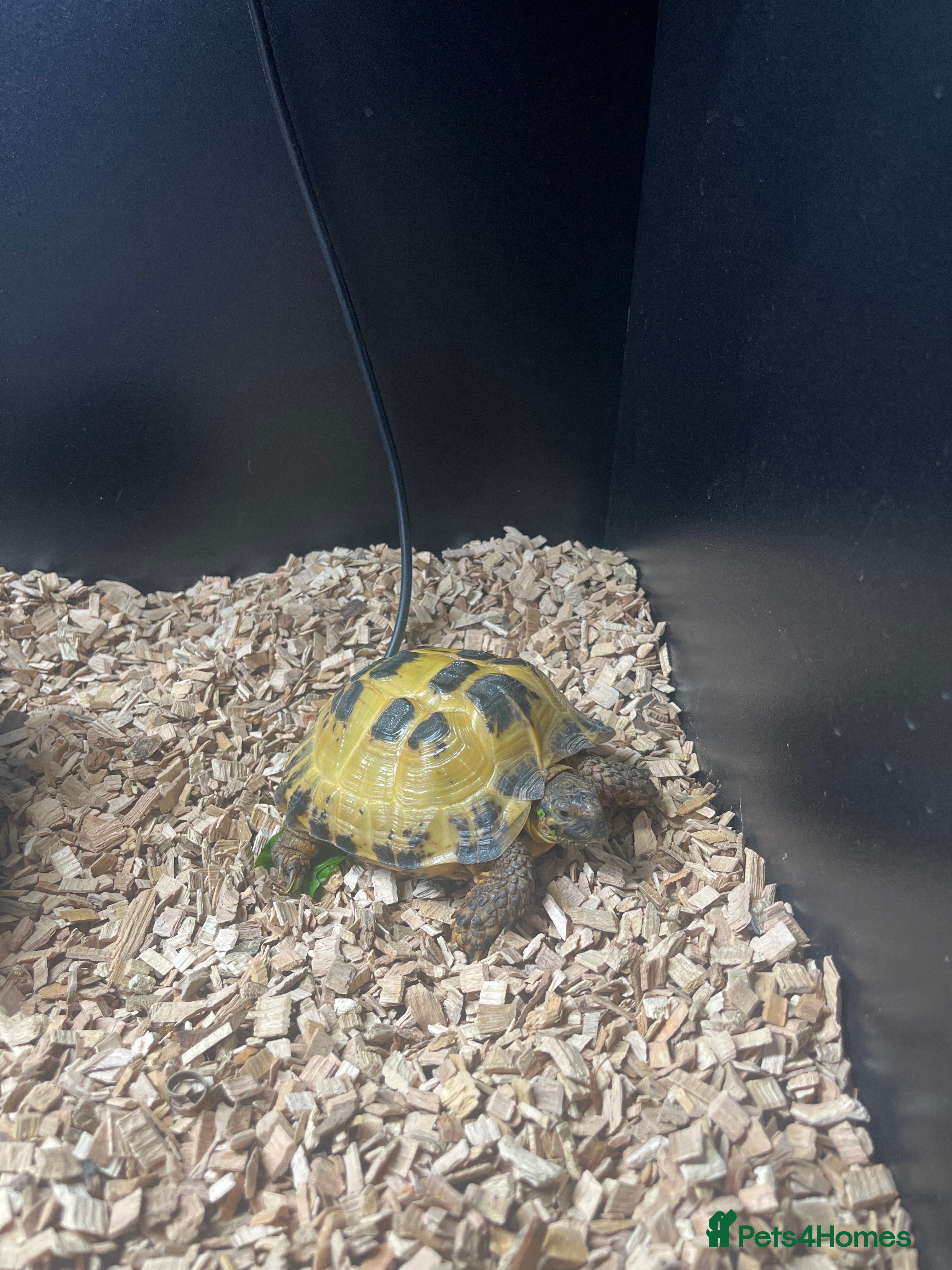 Tortoise reptiles 5 year old horsefield tortoise  - Advert 3