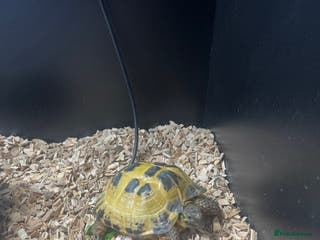 Tortoise reptiles 5 year old horsefield tortoise - Advert 14