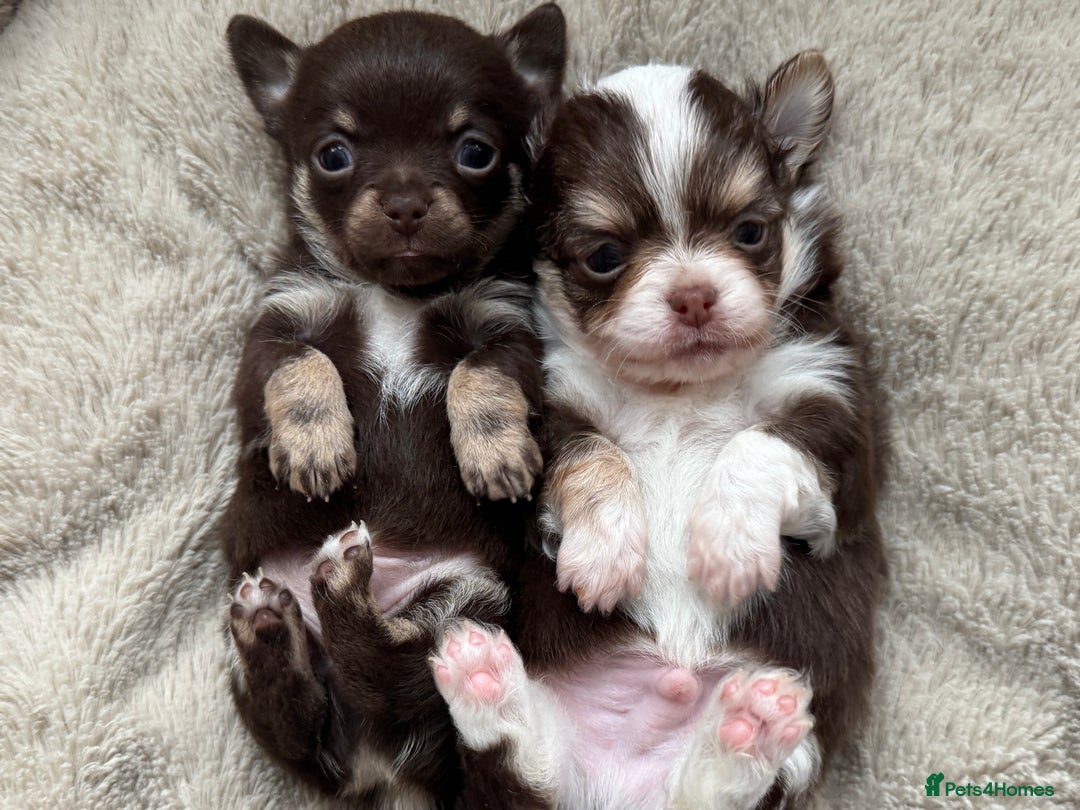 Chihuahua dogs for sale: READY 24th 🤎 Outstanding Chocolate Puppies 🧸🐻🤎 - Advert 7