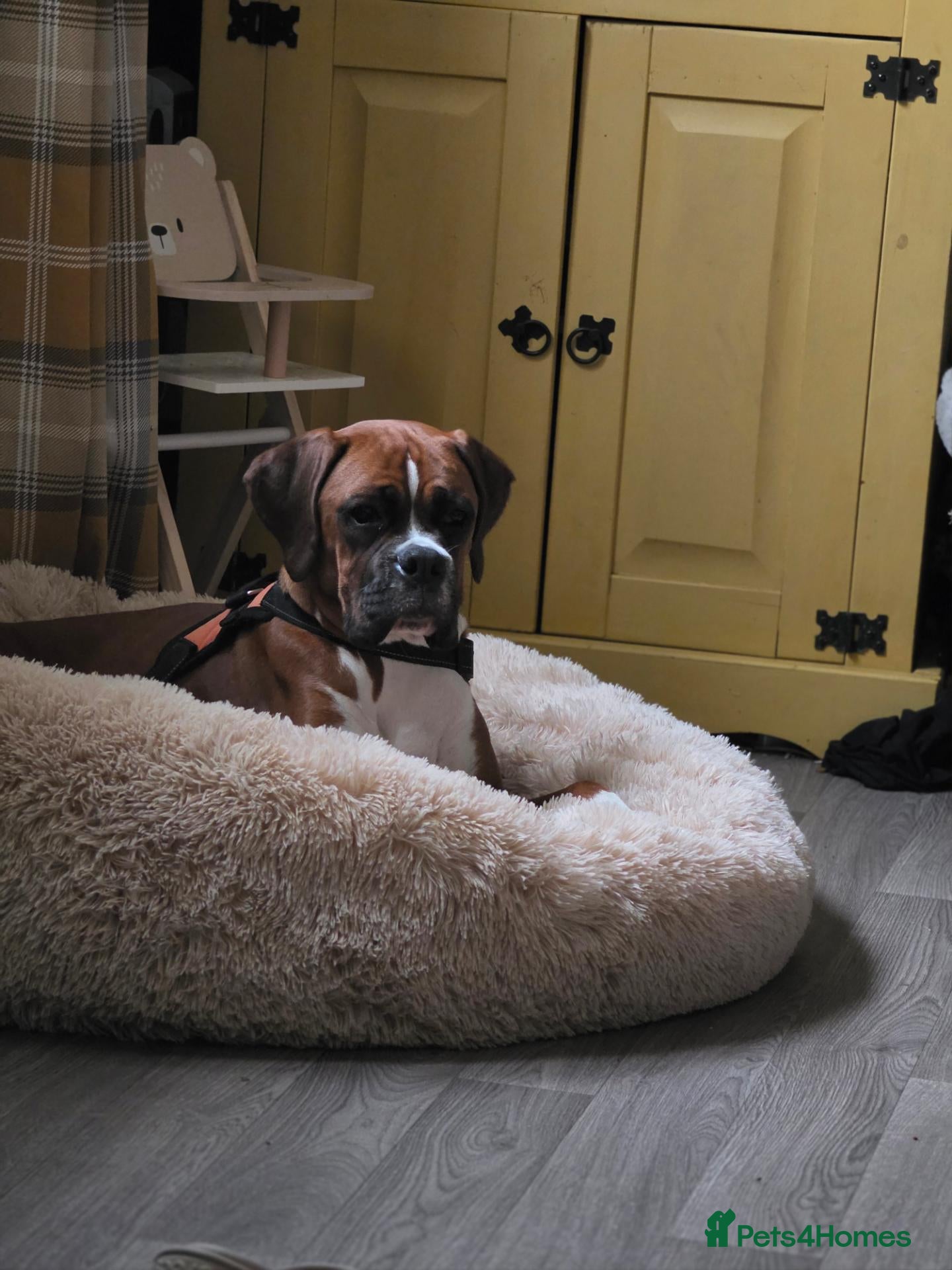 Boxer dogs for sale: Beautiful bob tail boxer  - Advert 4