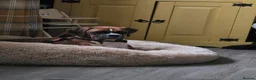 Boxer dogs for sale: Beautiful bob tail boxer  - Advert 1