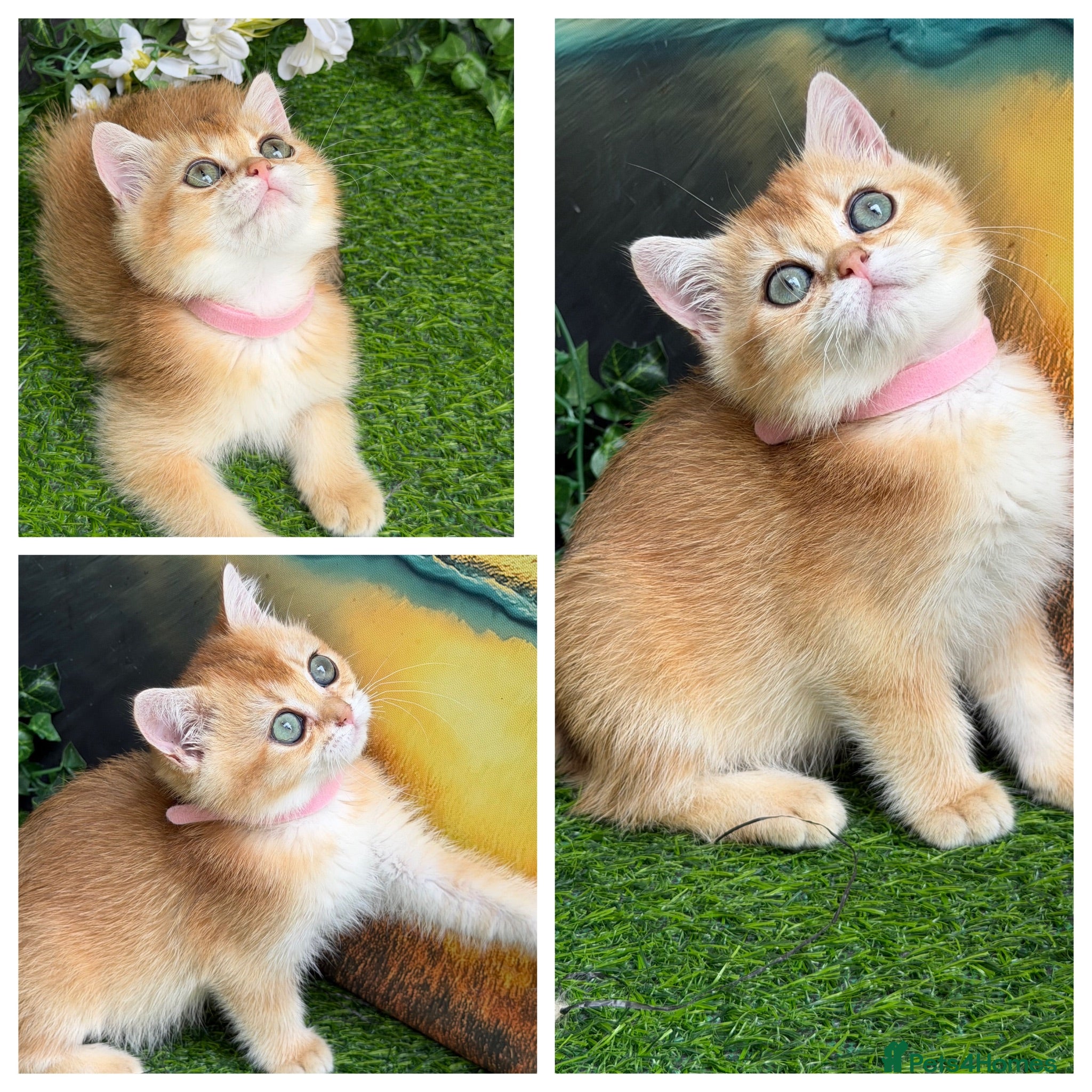 British Shorthair cats British Shorthair golden kittens GCCF  - Advert 10