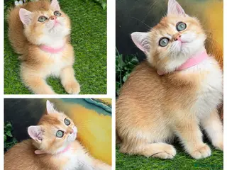 British Shorthair cats British Shorthair golden kittens GCCF - Advert 10