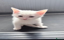 Mixed Breed cats for sale: 2 male kittens - Image 5