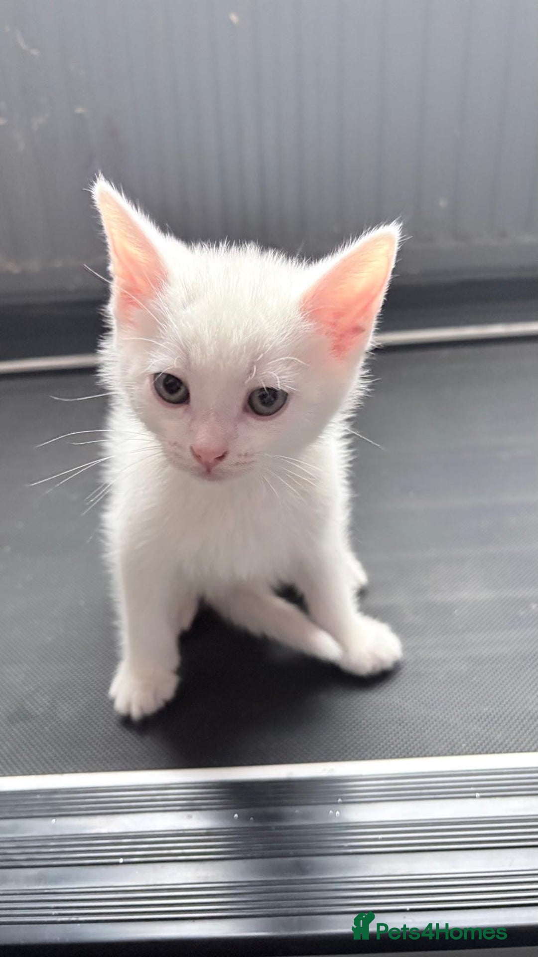 Mixed Breed cats for sale: 2 male kittens - Image 5