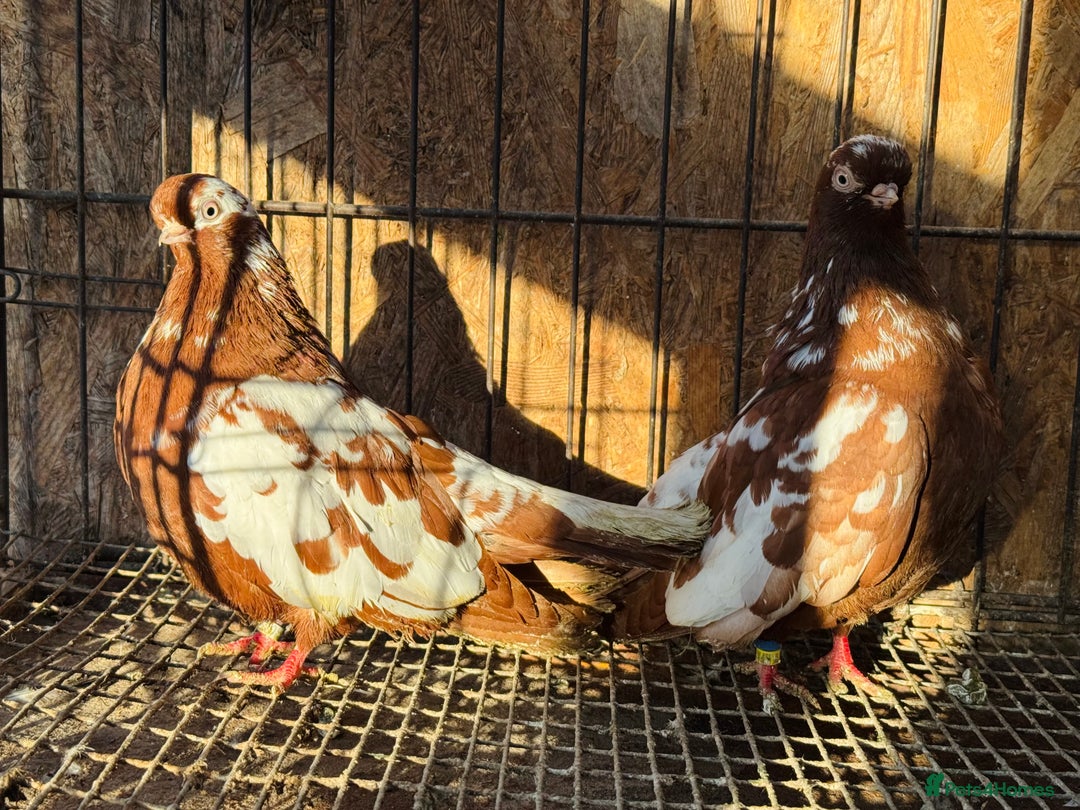 Pigeons birds for sale: RARE ENGLISH SHORTFACE TUMBLERS - Advert 16