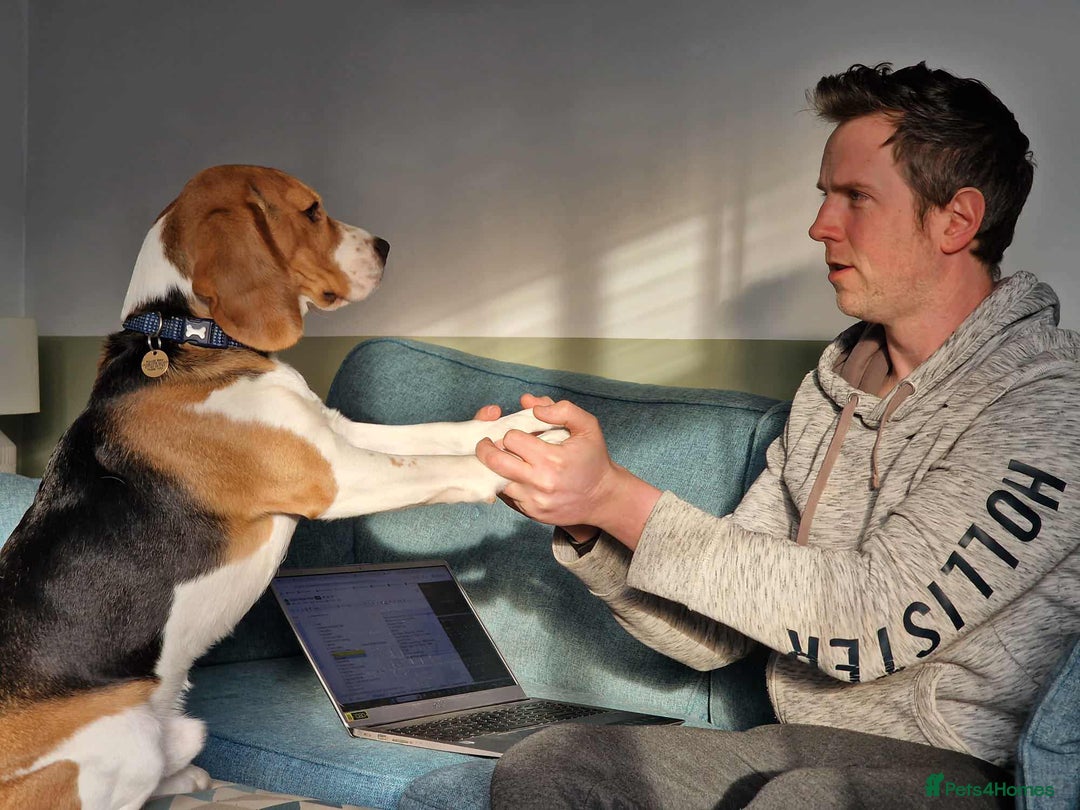 Beagle dogs for stud: Pedigree Beagle for Stud in Aldershot - Image 12