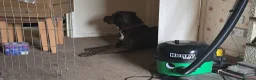 Mixed Breed dogs for sale: 4yo female Bullweiler for rehoming  - Advert 5