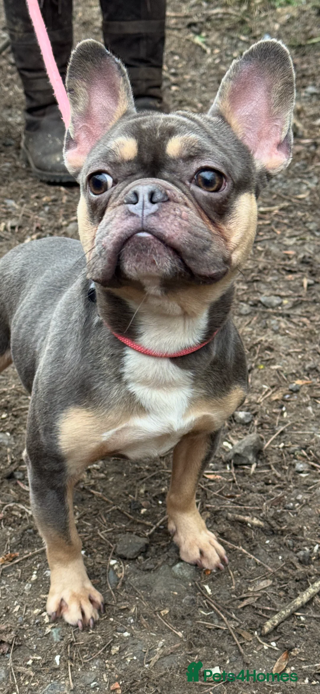 French Bulldog dogs for stud: Blue & tan French bulldog  - Advert 2