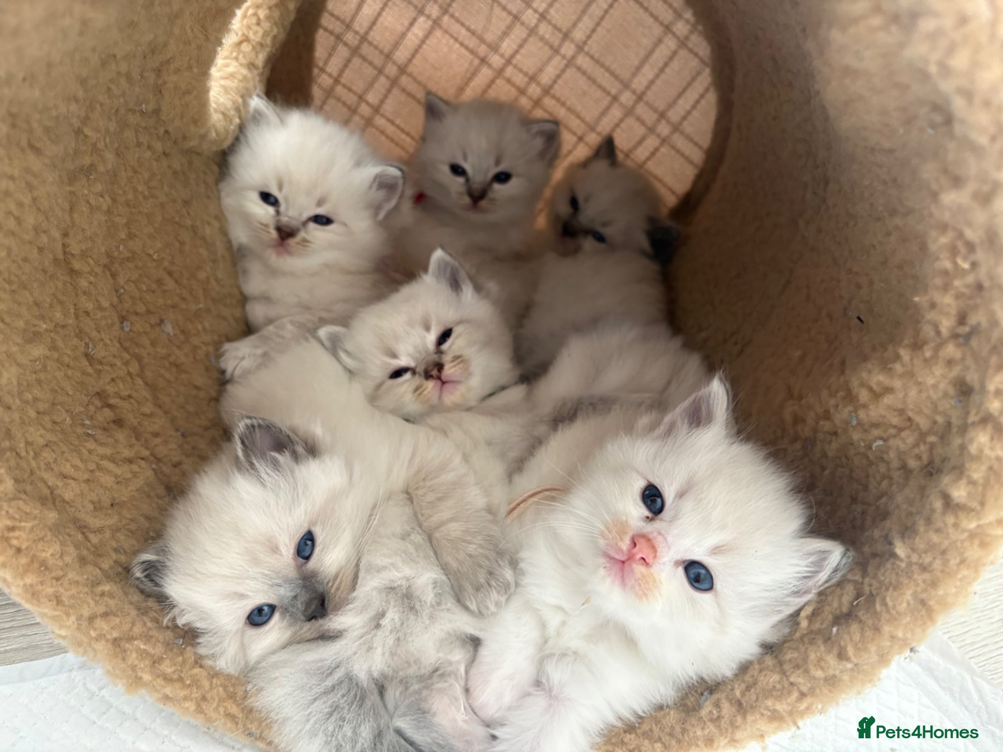 Ragdoll cats 6 ragdoll kittens  - Advert 13