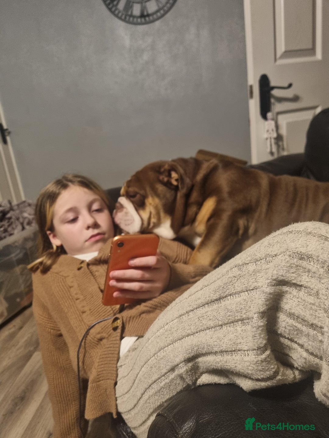 English Bulldog dogs for sale: New english Bulldog - Advert 5