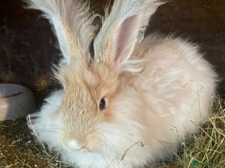 Angora rabbits - Advert 8