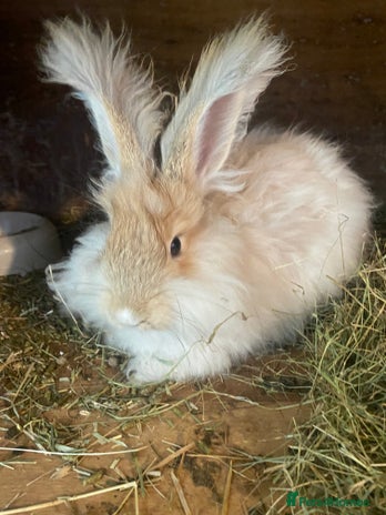 Angora rabbits - Advert 2