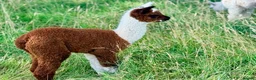 Alpaca livestock for sale: Special breeding  group of 10 stunning Alpaca in Llandovery - Advert 6
