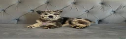 Chow Chow dogs for sale: Stunning exotic colour chowski puppies for sale  - Advert 11