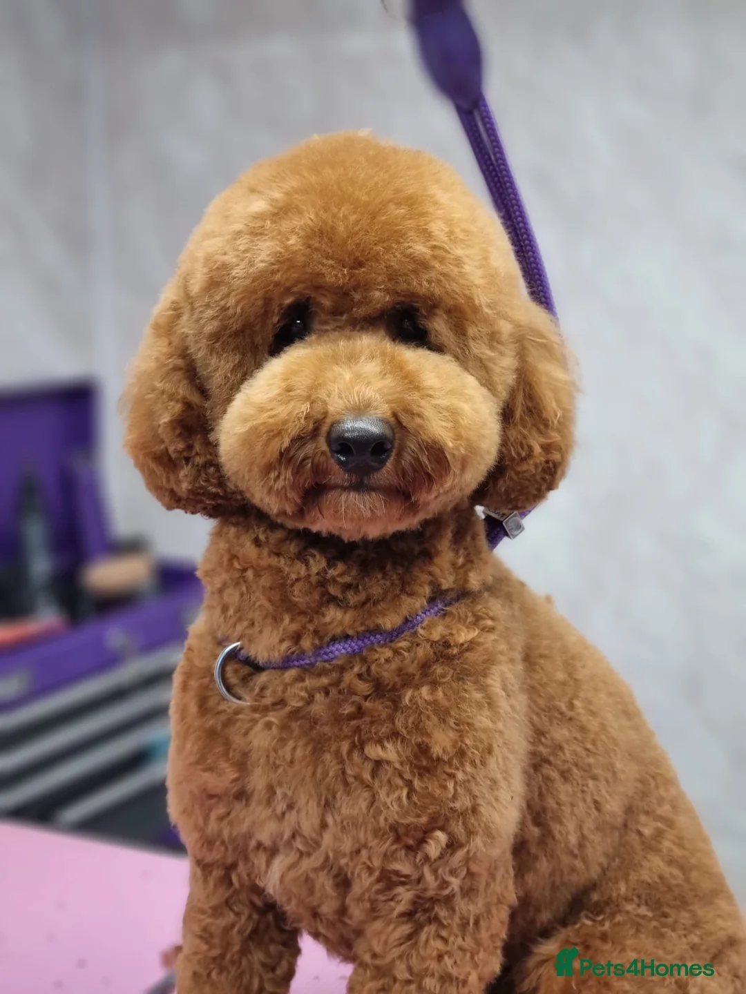 Miniature Poodle dogs for stud: Miniature poodle in Shepton Mallet - Advert 3