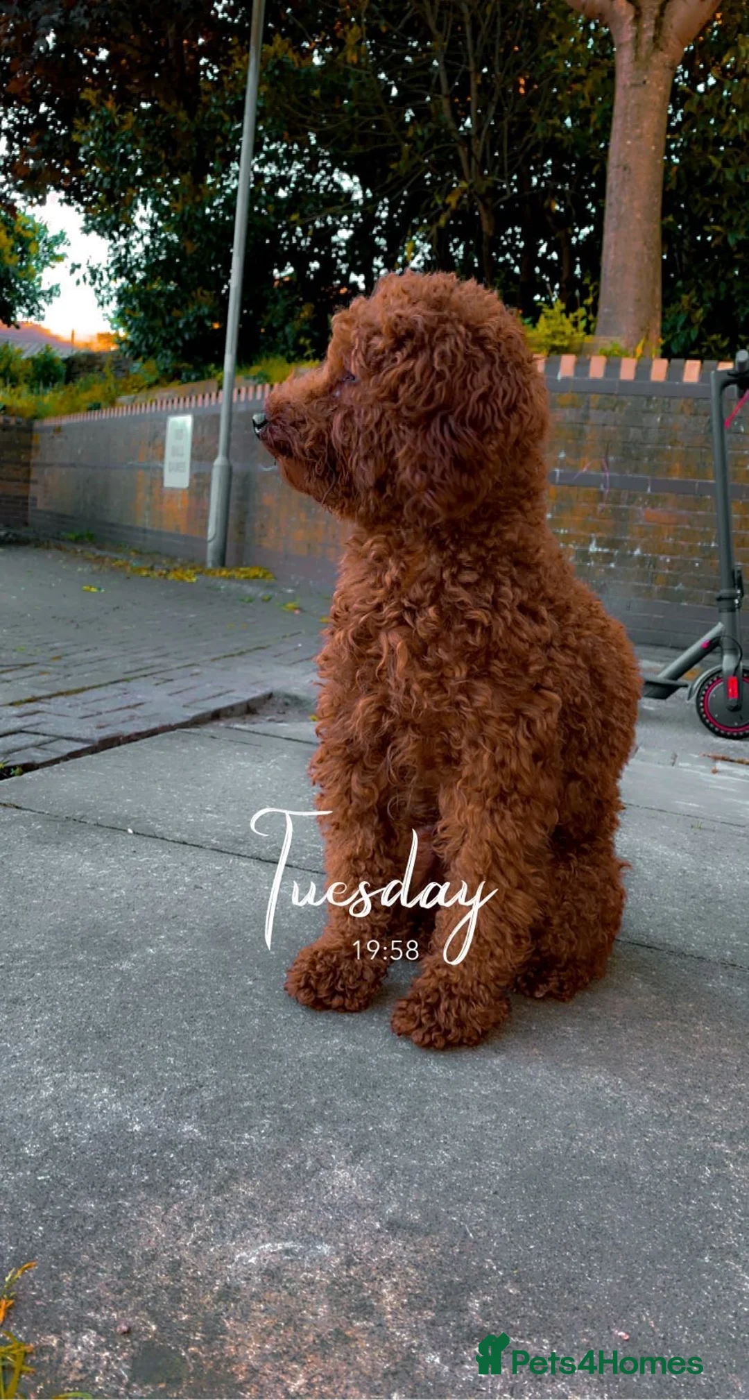 Miniature Poodle dogs for stud: Red Miniature Poodle Stud *Clear of 400 diseases* in Keighley - Advert 5