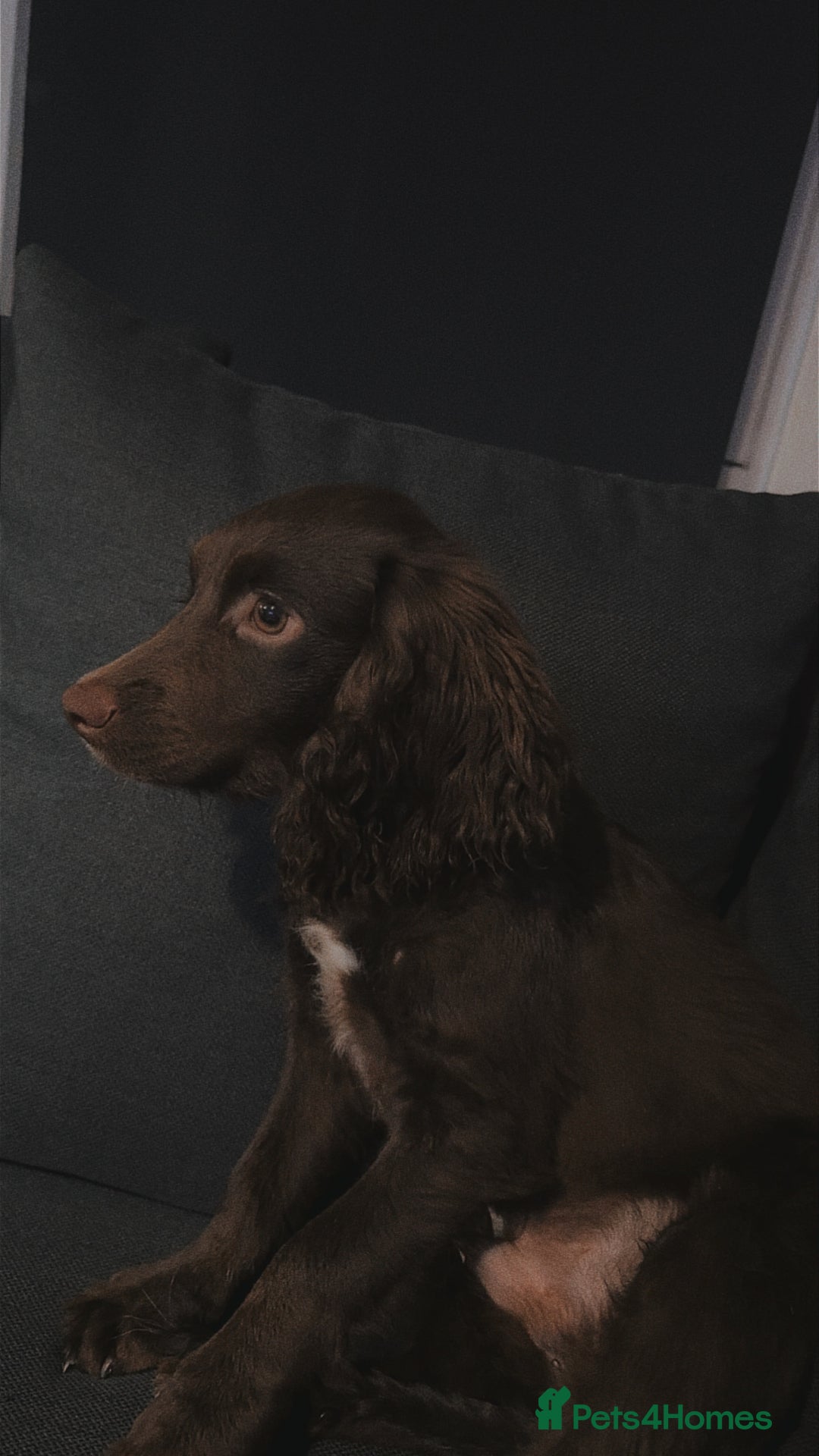 Cocker Spaniel dogs for sale: Handsome male cocker pup - Image 3