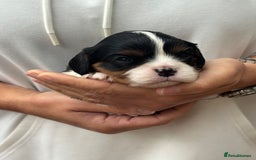 Cavalier King Charles Spaniel dogs for sale: All correct health test taken !  - Image 12