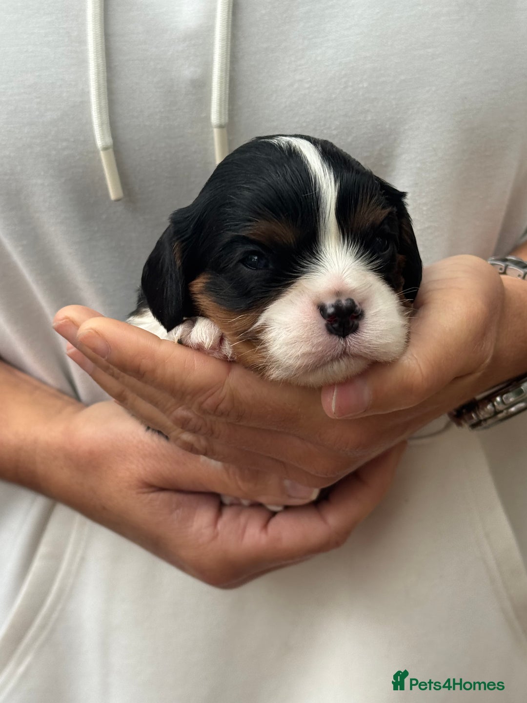 Cavalier King Charles Spaniel dogs for sale: All correct health test taken !  - Image 12