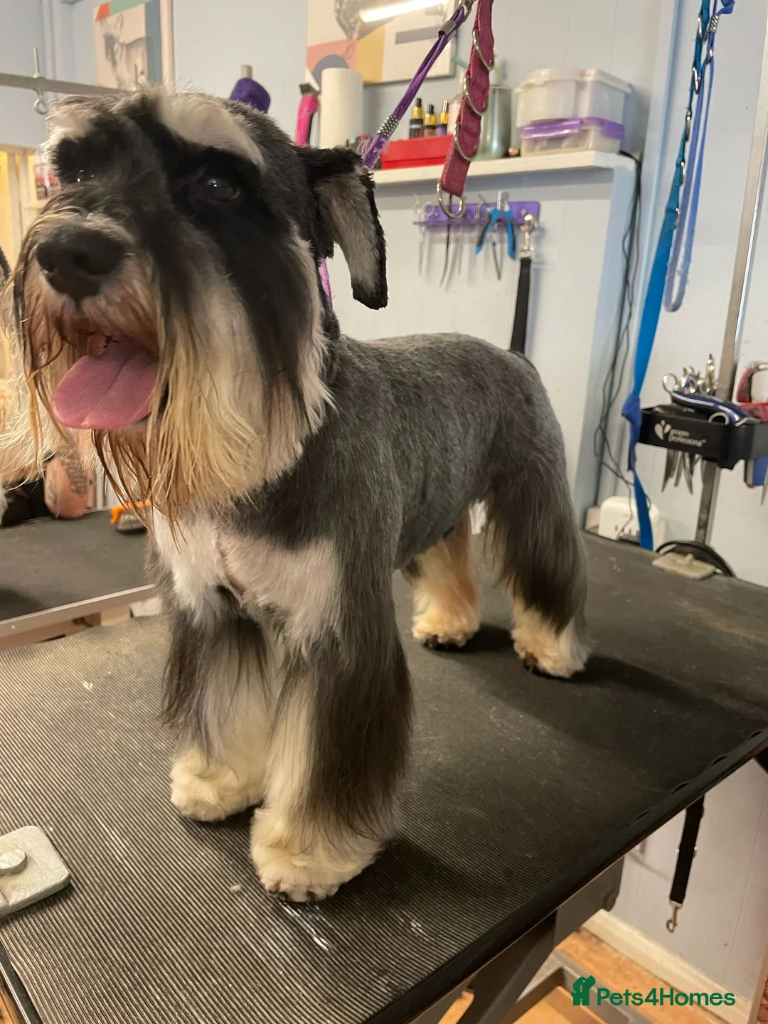 Miniature Schnauzer dogs for stud: KC registered stud ready for love - Advert 2