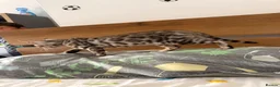 Bengal cats for sale: Silver Bengal Male - Advert 6