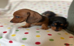 Miniature Dachshund dogs for sale: Miniature dachshund puppies - Image 3