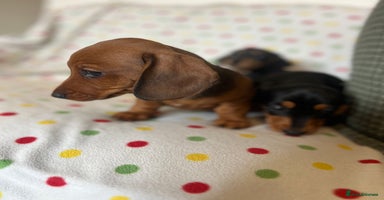 Miniature Dachshund dogs - Advert 8