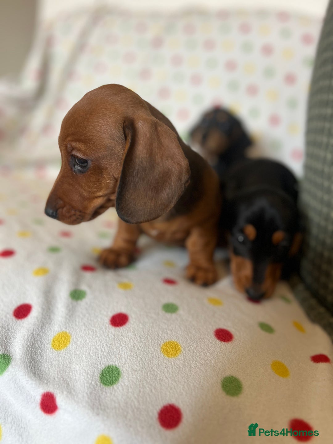 Miniature Dachshund dogs for sale: Miniature dachshund puppies - Image 3