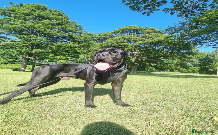 Cane Corso dogs - Advert 7