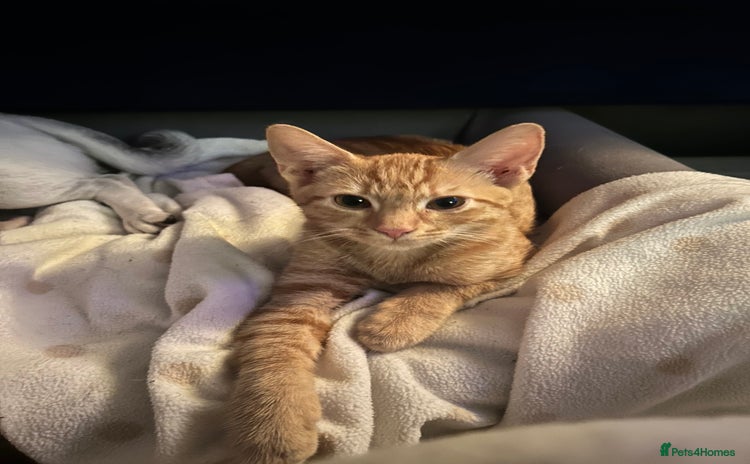 Mixed Breed cats - Advert 7