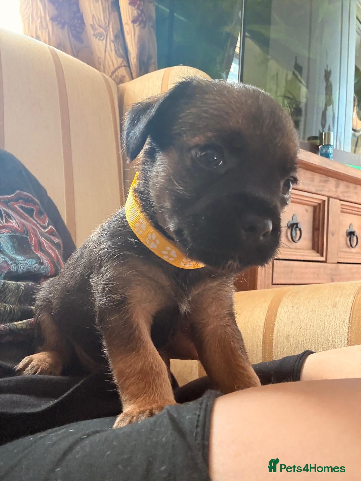 Border Terrier dogs 2 Boys.Border terrier puppies SLEMCLR parents  - Advert 8