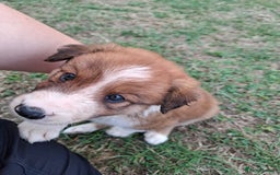 Border Collie dogs for sale: 7 border collie pups 🌟  - Image 19