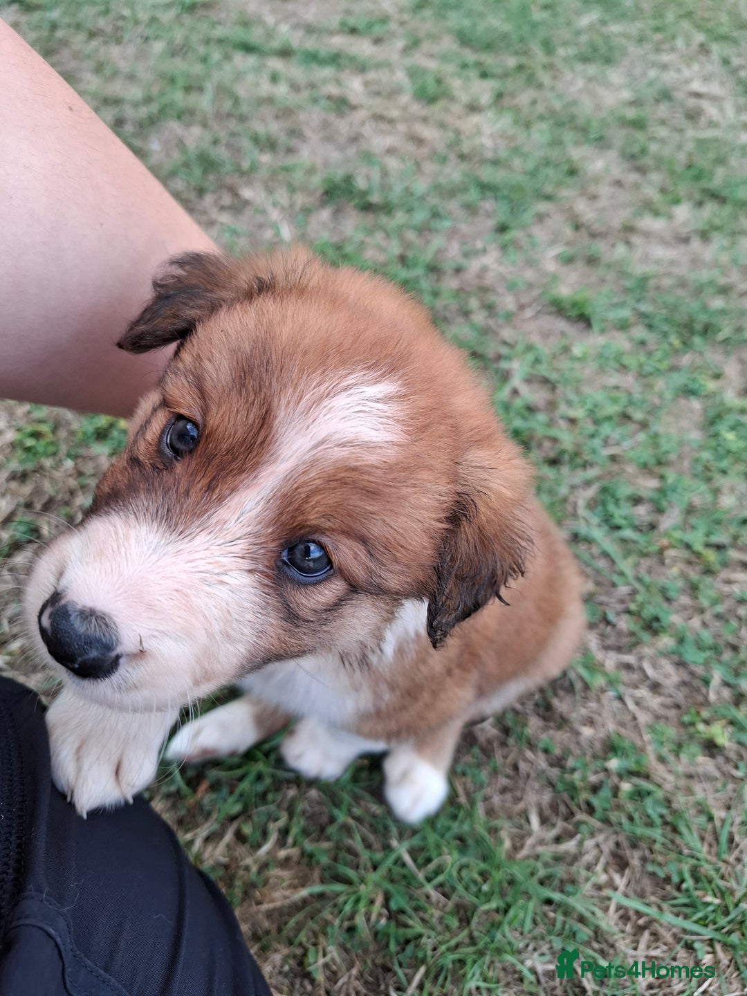 Border Collie dogs for sale: 7 border collie pups 🌟  - Image 19
