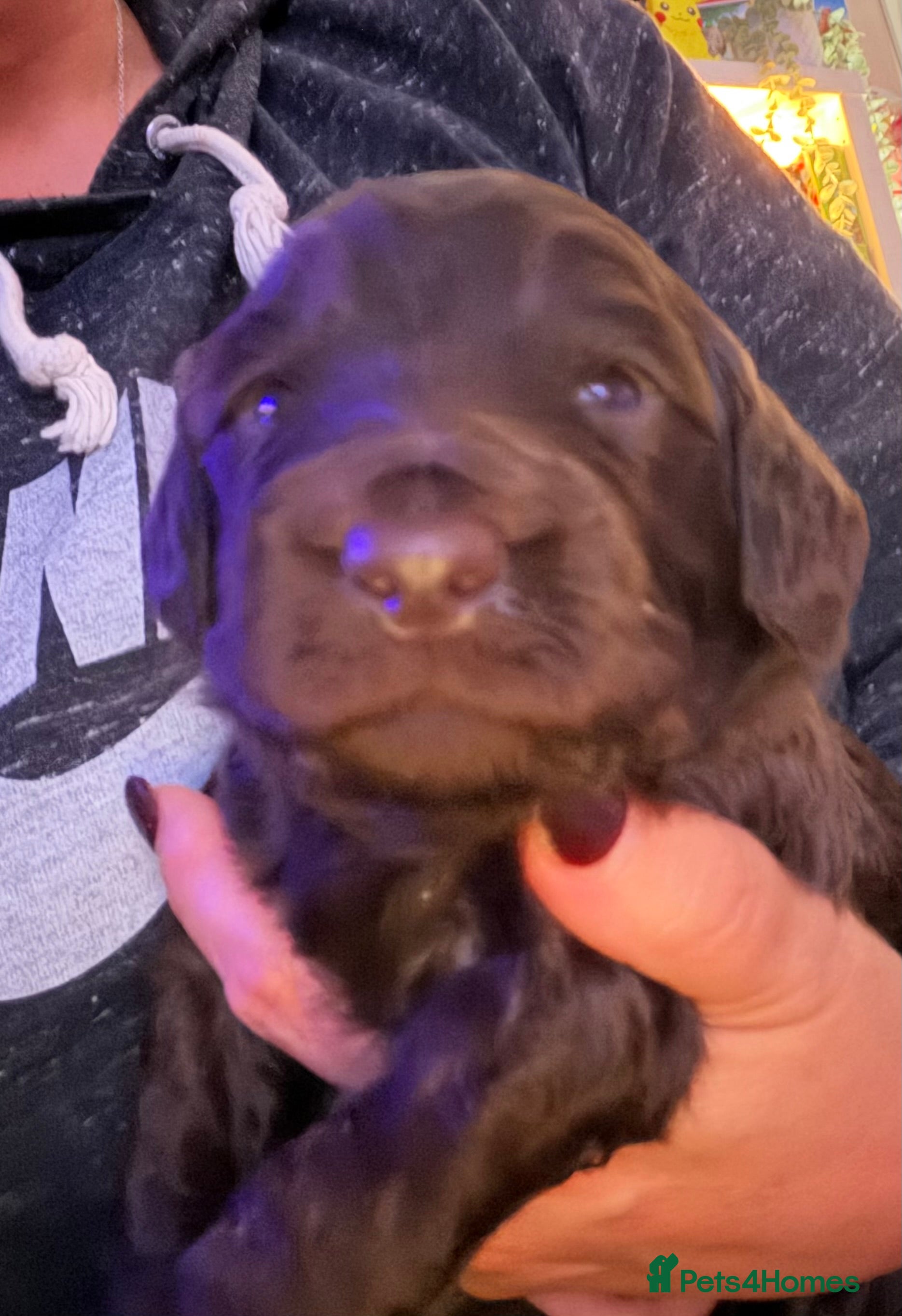 Labradoodle dogs for sale: Stunning Multigen Doodles - Advert 2