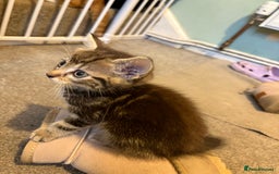 British Shorthair cats for sale: Tabby kittens looking for loving home  - Image 6