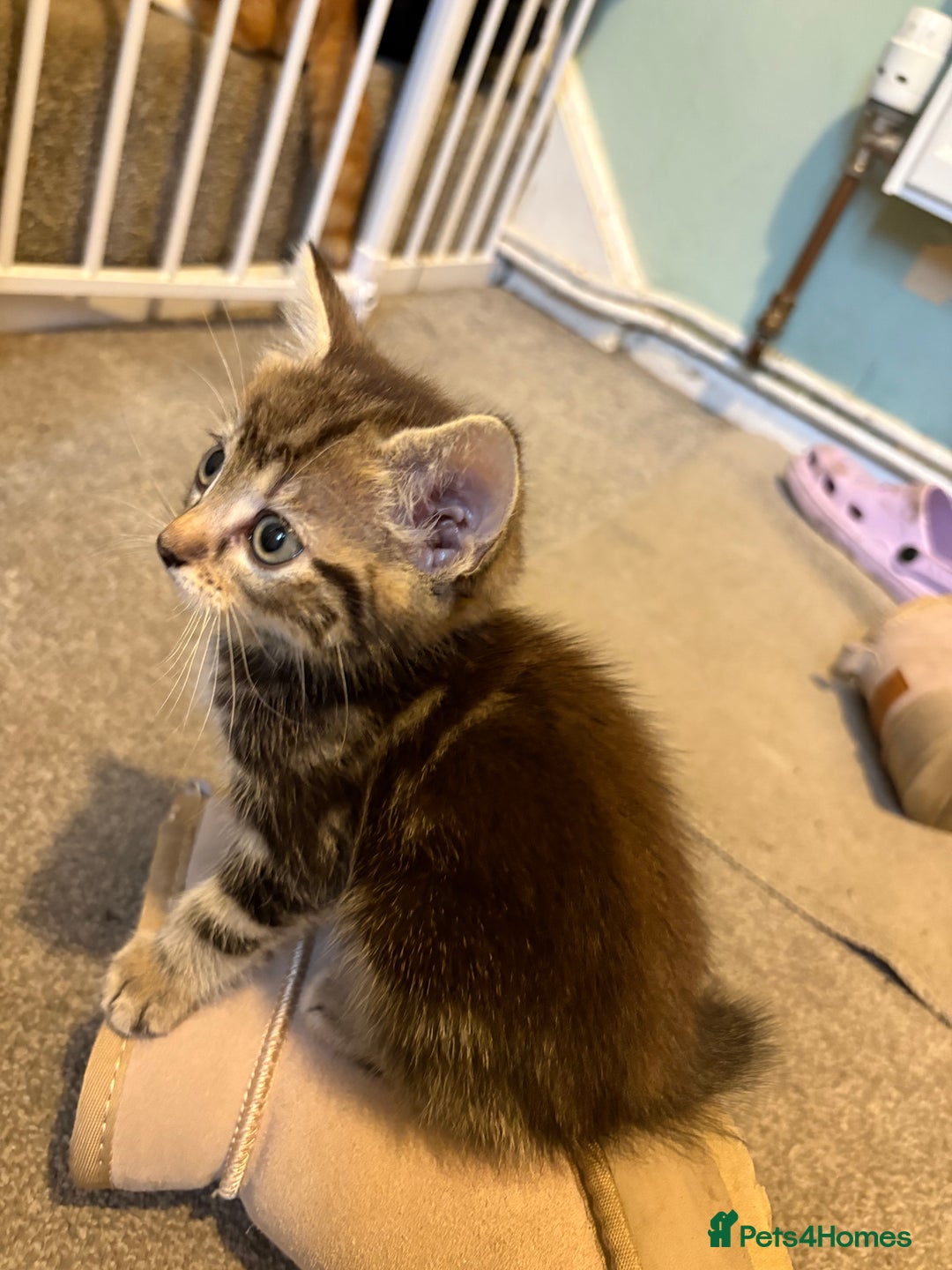 British Shorthair cats for sale: Tabby kittens looking for loving home  - Image 6