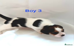 Beagle dogs for sale: Beautiful puppies Available - Image 7